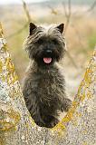 CAIRN TERRIER 642